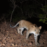 वाघोलीतील उबाळेनगर परिसरात बिबटया सीसीटीव्ही कॅमेऱ्यात कैद