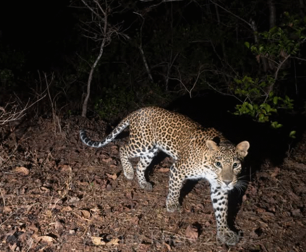 वाघोलीतील उबाळेनगर परिसरात बिबटया सीसीटीव्ही कॅमेऱ्यात कैद