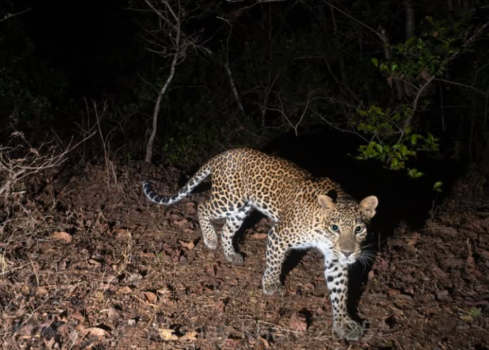 वाघोलीतील उबाळेनगर परिसरात बिबटया सीसीटीव्ही…